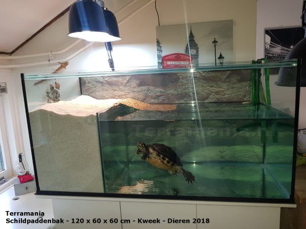 80x50x50 cm schildpaddenbak met kopen? | | rechts | SB805050VR Webshop & Reptielenwinkel Arnhem