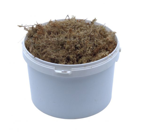 Lebendes Sphagnum Moos 1 kg für das Terrarium und Moorbeete Or