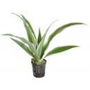 Dracaena Sanderiana (Geluksbamboe, wit)