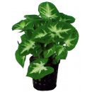 Syngonium Pixii (Vlinderplant)