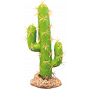 Cactus San Pedro, Deco plant