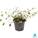 Muehlenbeckia complexa, 8715897361524, PT205190