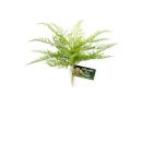Kunstplanten voor het terrarium kopen? ZooMed Lace Fern | BU-62 | 097612180626