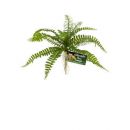 Kunstplanten voor het terrarium kopen? ZooMed Sword Gern | BU-63 | 097612180633