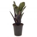 Neoregelia Caviar 