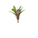 Neoregelia rubrifolia 3 - Bromelia - kopen voor in het terrarium?