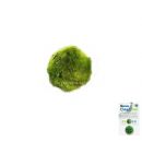 SuperFish - Clean Ball kopen? Ook een leuk speeltje voor waterschildpadden! | A8040495 | 8715897205750