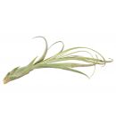 Tillandsia balbisiana 