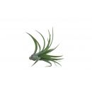 Tillandsia brachycaulus abdita