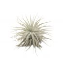 Tillandsia tectorum 