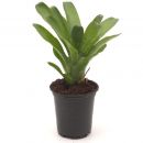 Neoregelia Tigrina
