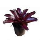 Neoregelia 'Iris' - Kleurrijke Bromelia voor Uw Terrarium of Paludarium