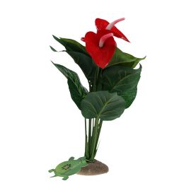 Anthurium