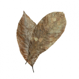HabiStat Rubber Leaves, 10 stuks, 5027407018464, HNLLR, R5100840