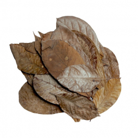 HabiStat Rubber Leaves, 10 stuks, 5027407018464, HNLLR, R5100840