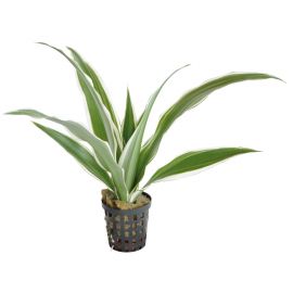 Dracaena Sanderiana (Geluksbamboe, wit)