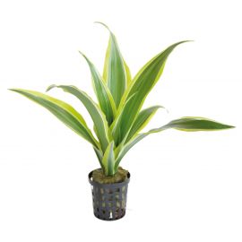 Dracaena Sanderiana (Geluksbamboe, geel)