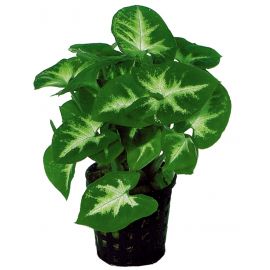 Syngonium Pixii (Vlinderplant)