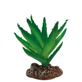 Aloe Vera, Deco plant