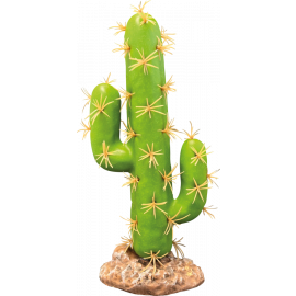 Cactus San Pedro, Deco plant