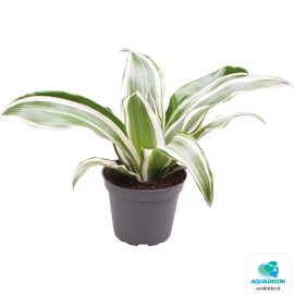Dracaena Dragontree White Jewel – Terrarium Plant, 8715897361456, PT205050
