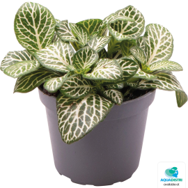 Fittonia albivenis Mini White - terrariumplant, 8715897361487, PT205110
