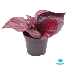 Iresine herbstii ‘Bloodleaf’ - Terrarium plant - 6 cm
