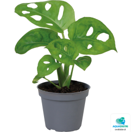 Monstera obliqua - Terrarium Plant, 8715897361517, PT205170