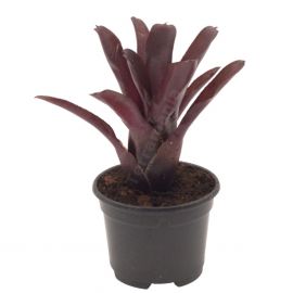 Neoregelia Amazon - Bromelia (pot)
