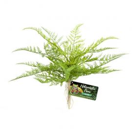 Kunstplanten voor het terrarium kopen? ZooMed Lace Fern | BU-62 | 097612180626
