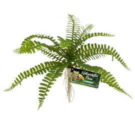 Noord Amerika Golf Roman Kunstplanten voor het terrarium kopen? ZooMed Sword Fern | BU-63 |  097612180633 - Terramania.nl