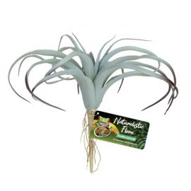 Kunstplanten voor het terrarium kopen? ZooMed Tillandsia Air Plant | BU-64 | 097612180640