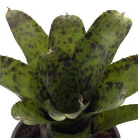 Neoregelia Caviar - Bromelia (in pot)