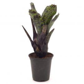 Neoregelia Caviar
