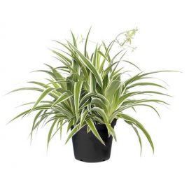 Chlorophytum Bichetii (Lintplant)