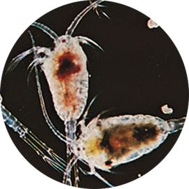 Copepods, 180 ml