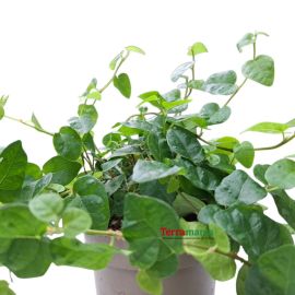 Ficus pumila 'Green Sunny' - Klimvijg – Terrariumplant