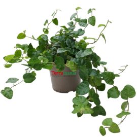 Ficus pumila Green Sunny klimvijg terrariumplant met klein hartvormig blad