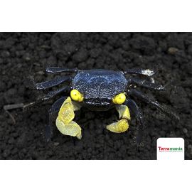 GEOSESARMA DENNERLE 2-3CM WILD