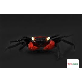 GEOSESARMA HAGEN 2-2,5CM WILD