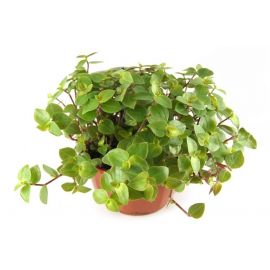 Golliwoog, vitamineplant of schildpadplant (Callisia repens) | 30901 | 8713626213557