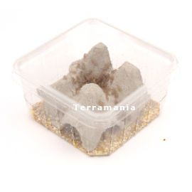 Starfood - Huiskrekel Micro - maat 3 (Acheta domesticus) | HK3 | 8717545211137