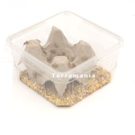 Starfood - Huiskrekel Extra Klein- maat 4 (Acheta domesticus) | HK4 | 8717545211144