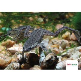 Hymenochirus boettgeri (dwergklauwkikker) - 1.8 - 2,3 cm