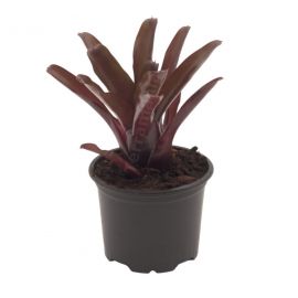 Neoregelia Schultessiana