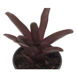 Neoregelia Schultessiana - Bromelia (in pot)