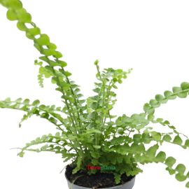 Nephrolepis Cordi Duffii  - Duffi varen (Terrariumplant)