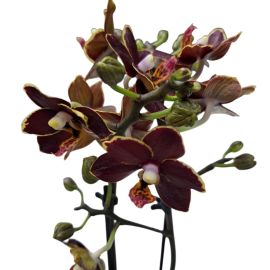 Phalaenopsis Multiflora Bordeaux-goud – Compacte Vlinderorchidee