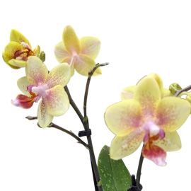 Phalaenopsis Multiflora Oranje – Compacte Vlinderorchidee
