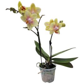 Phalaenopsis Multiflora oranje compacte vlinderorchidee met veel kleine bloemen
